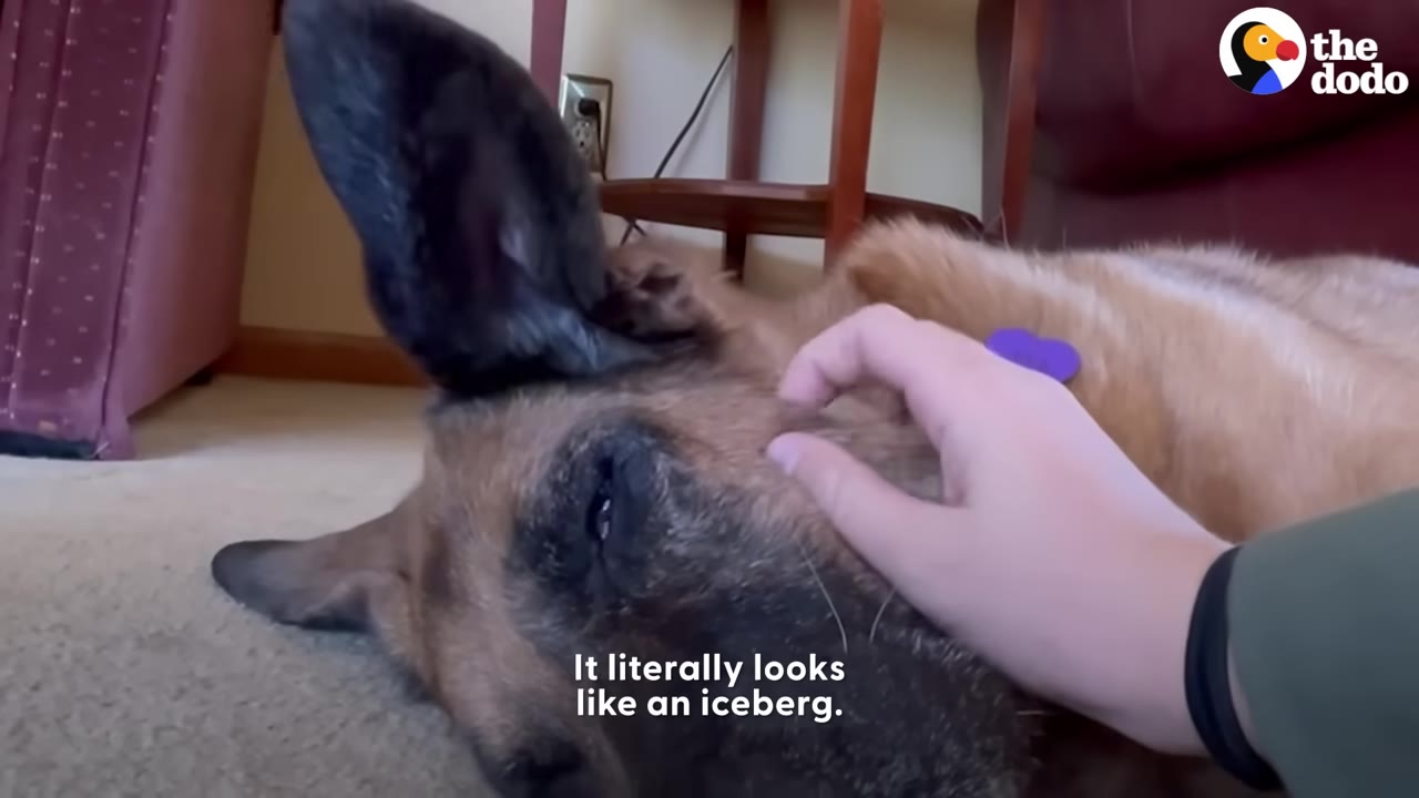 A close-up of a brown dog lying down as a hand gently pets its face, with one of its large ears standing straight up.