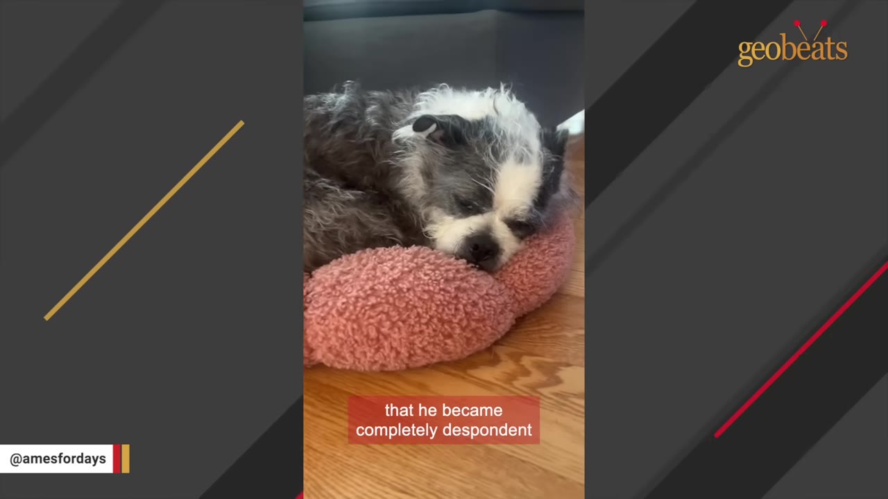 A small, scruffy black and white senior dog lies curled up on a pink plush pet bed on a wooden floor, looking downcast.