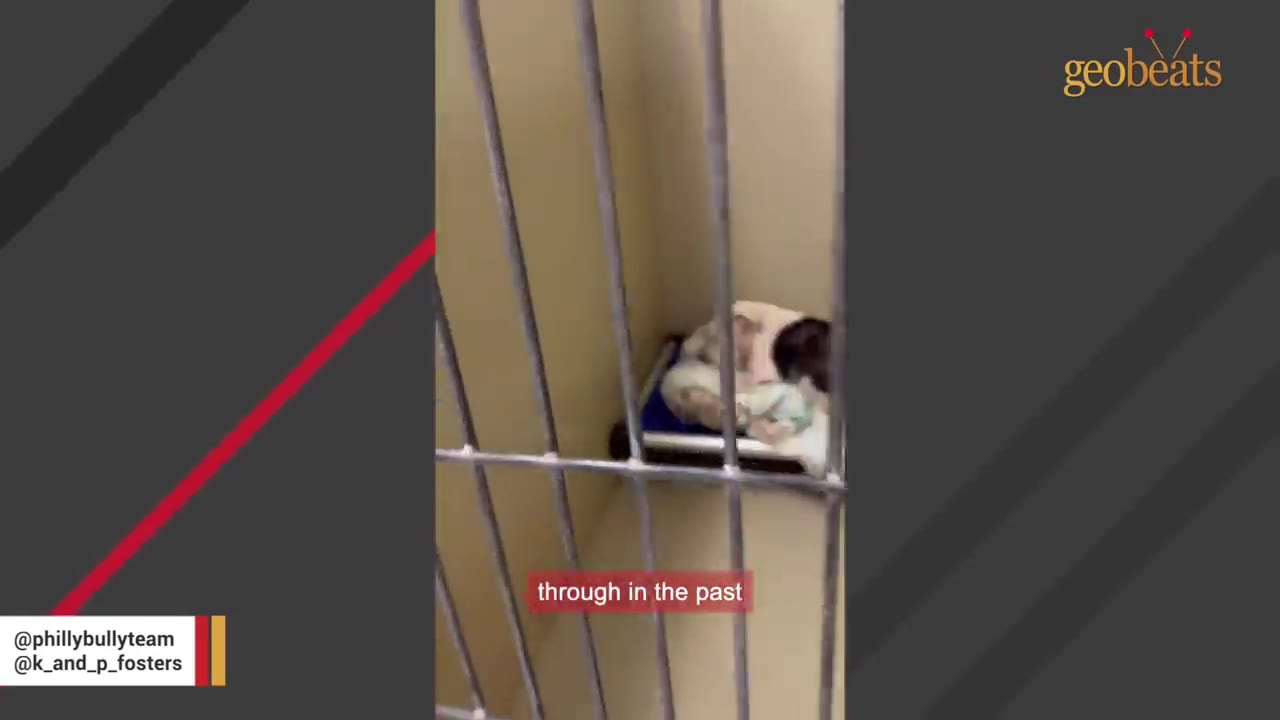 A small white and brown dog curled up on a bed inside a metal shelter cage.