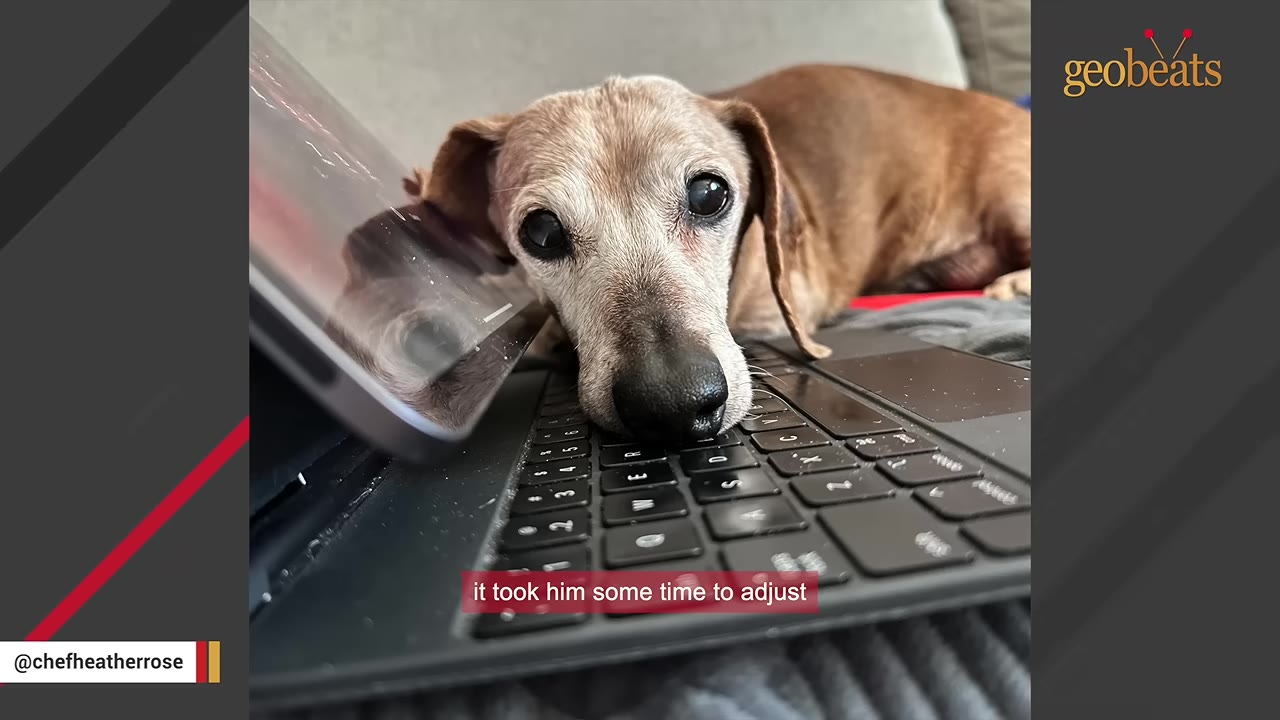 A senior dachshund rests its chin on a black laptop keyboard, looking directly at the camera with large, dark eyes.