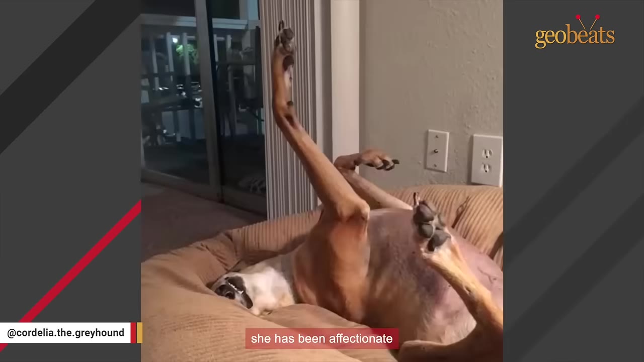 A tan and white greyhound lies upside down on her back in a dog bed, with her legs pointing up in the air.