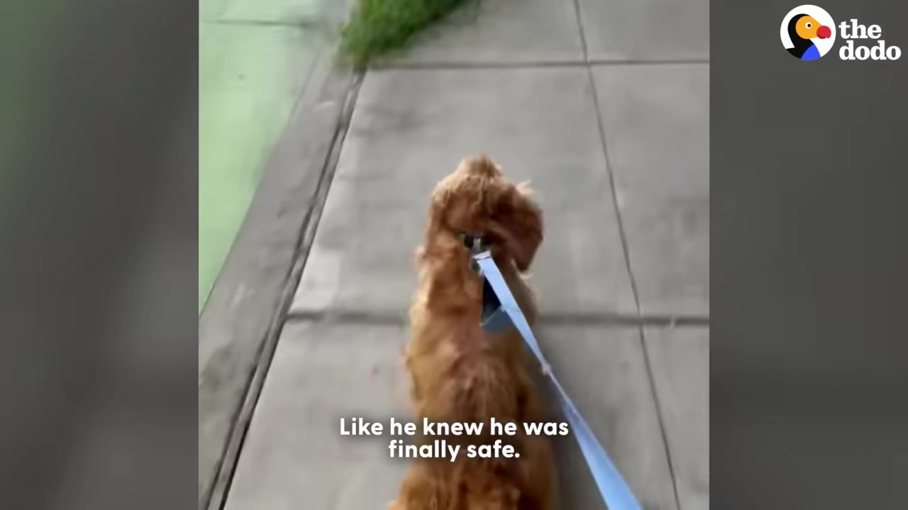 A fluffy brown dog wearing a collar and blue leash walks away down a concrete sidewalk, seen from behind.