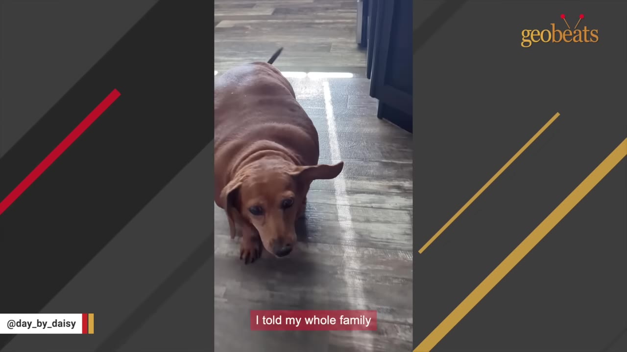 An overweight brown dachshund stands on a wooden floor, looking forward with floppy ears.