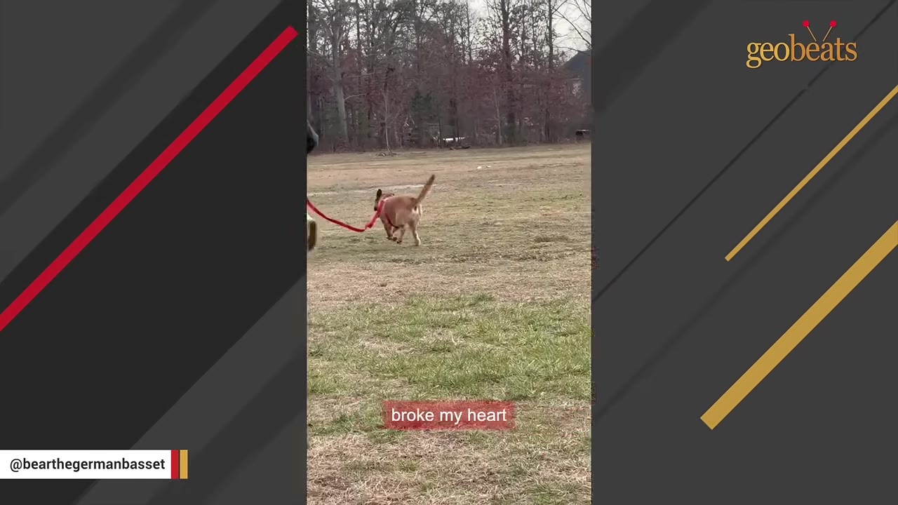 A tan dog on a red leash walks away across a grassy field with trees in the background, with a subtitle that reads 'broke my heart'.