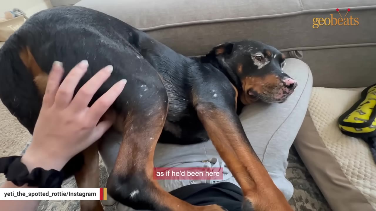 A black and tan dog relaxes on a person's lap while being gently petted on its back.