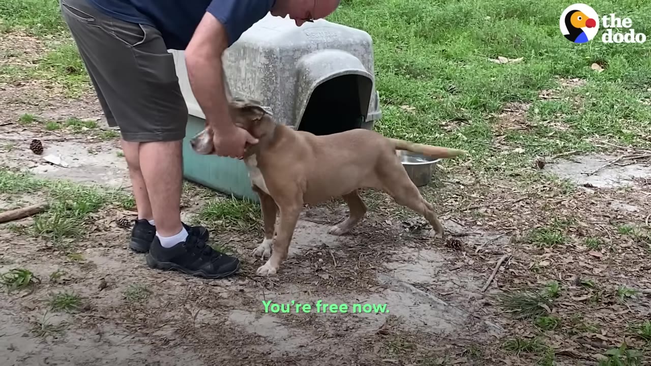 A man in shorts and a blue shirt bends down to unchain a tan and white dog standing next to a plastic doghouse in a grassy yard, with the text 'You're free now' on the screen.