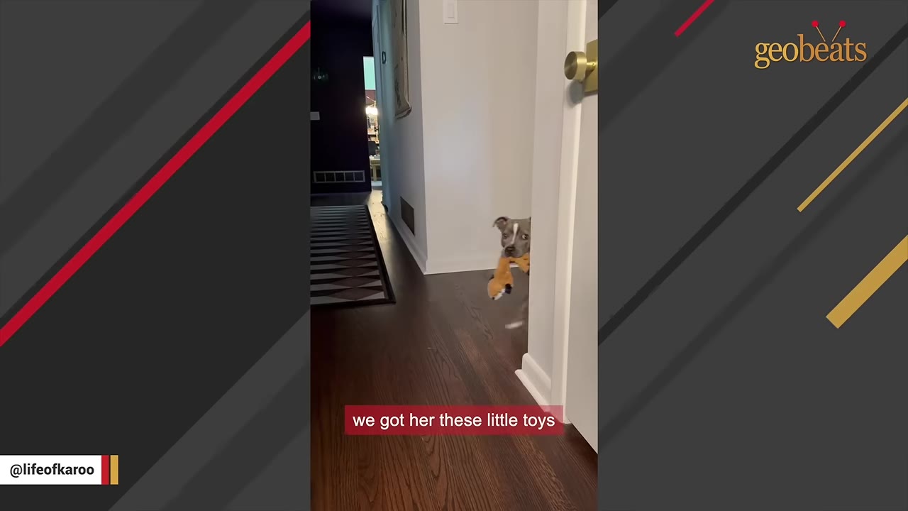 A gray and white dog peeks around a white doorframe in a hallway while holding a small orange toy in its mouth.