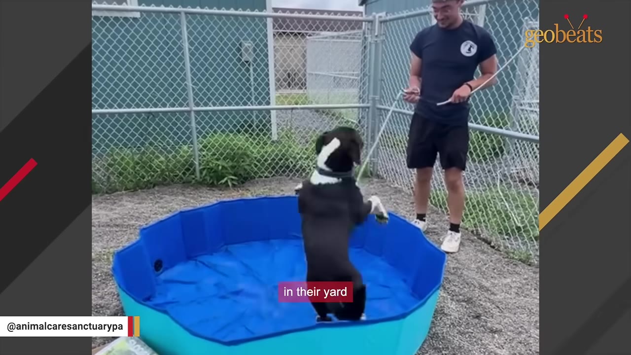 A black and white dog stands on its hind legs inside a blue plastic pool in a fenced yard, while a man stands nearby holding a hose.
