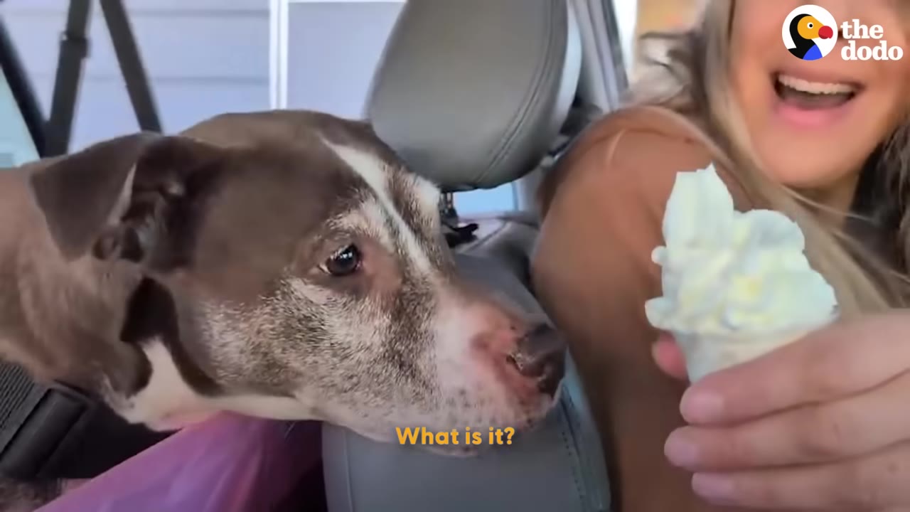 A brown and white dog in the back seat of a car looks curiously at a cup of whipped cream held by a smiling woman.