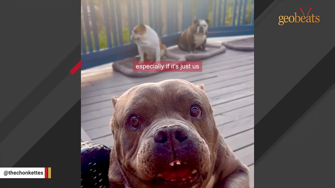 A close-up shot of a grey bulldog looking up with wide, affectionate eyes and a slightly open mouth, with two other bulldogs sitting on a deck in the background.