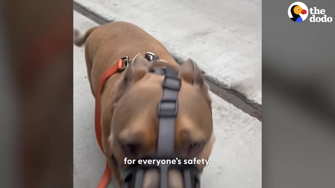 A tan dog wearing a black basket muzzle and an orange leash walks outside on a concrete sidewalk.