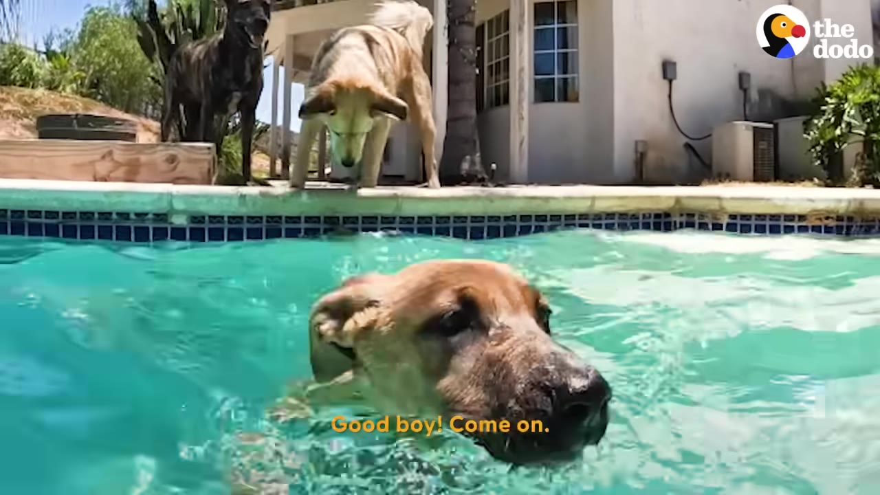 A light brown dog swimming in a clear blue swimming pool while two other dogs watch from the edge of the pool.