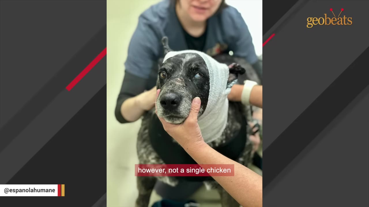 A close-up of a brindle dog with a white bandage wrapped around its head, being gently held by veterinary staff.