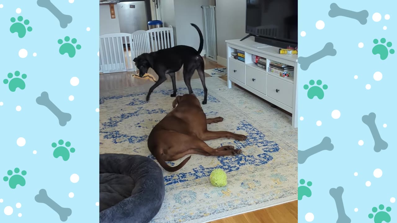 A black dog stands on a patterned rug holding a toy in its mouth near a brown dog lying down.
