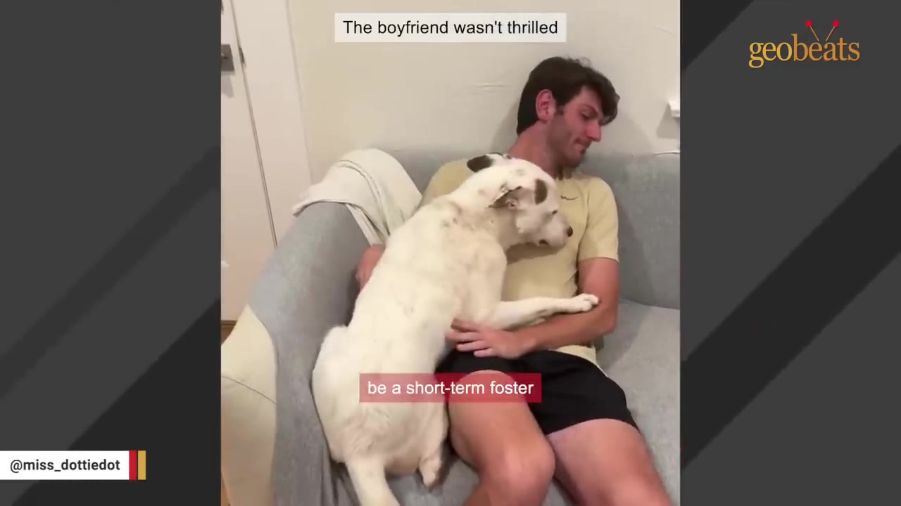 A white dog with brown spots cuddles on a grey couch with a man wearing a yellow t-shirt.