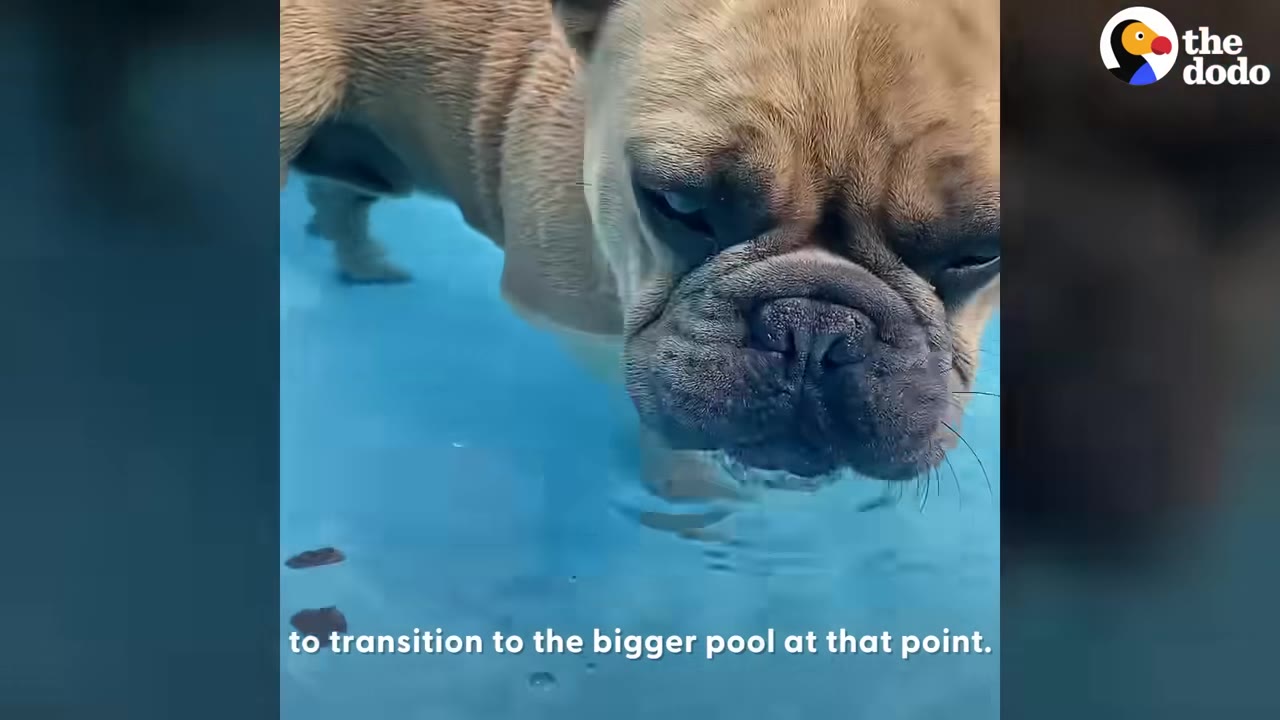A close-up shot of a French bulldog dipping its snout into the clear blue water of a pool.