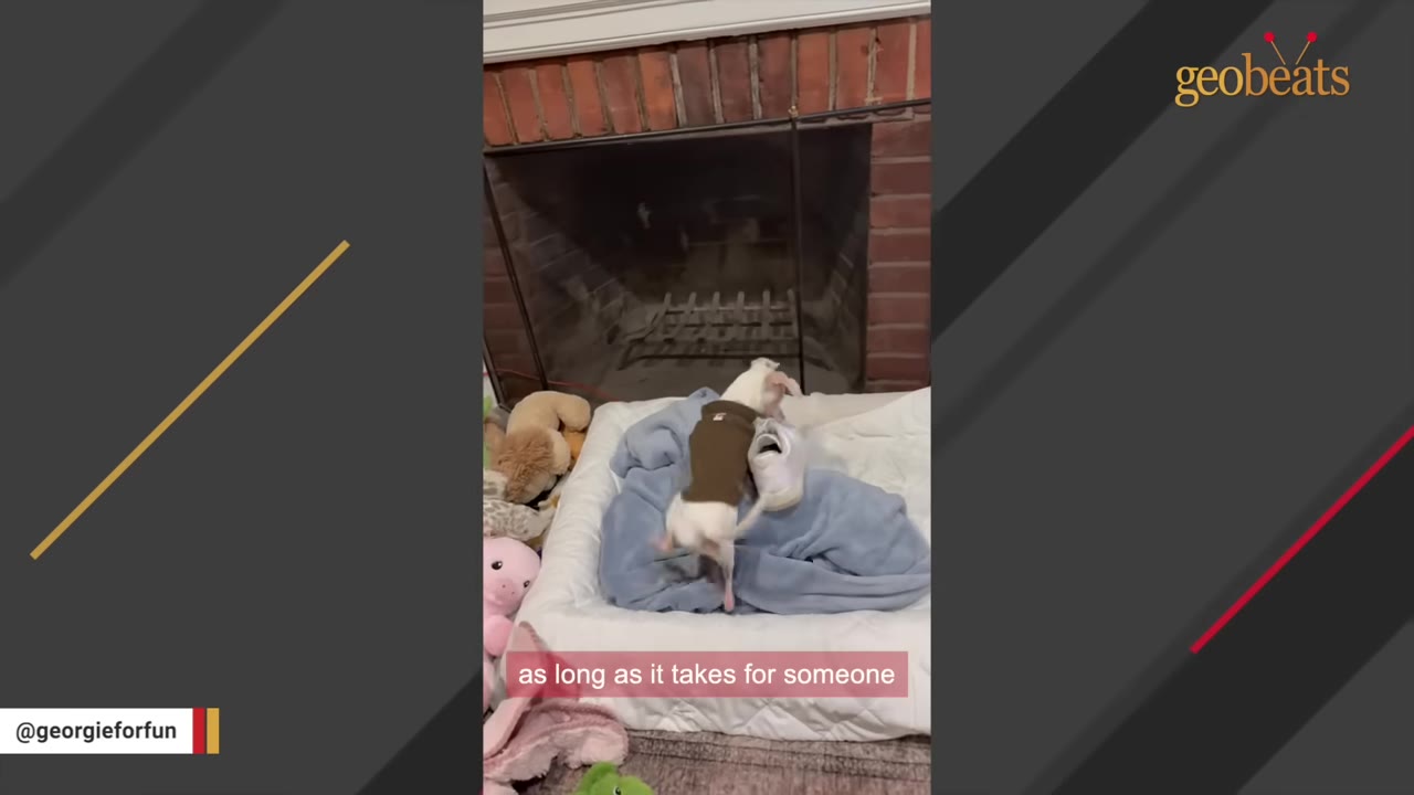 A small white dog wearing a brown sweater places a white sneaker onto a blue blanket inside a dog bed.