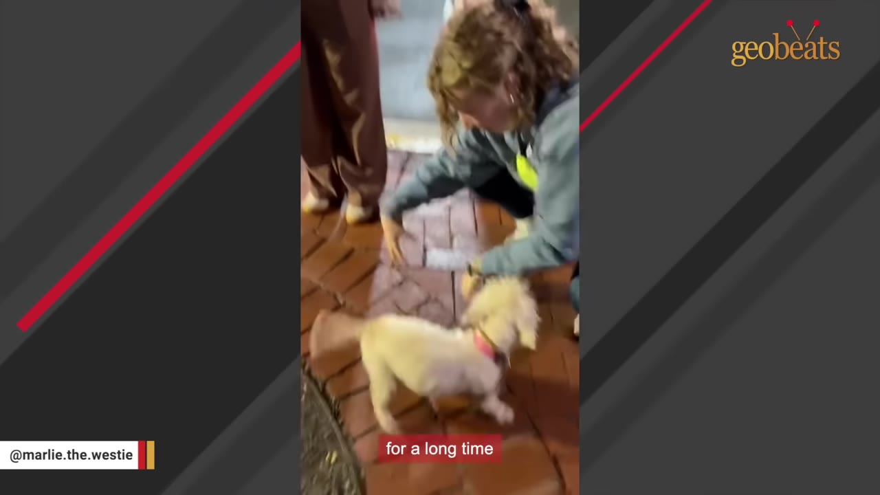 A woman bends down to place a small white dog onto a brick-paved ground at night.