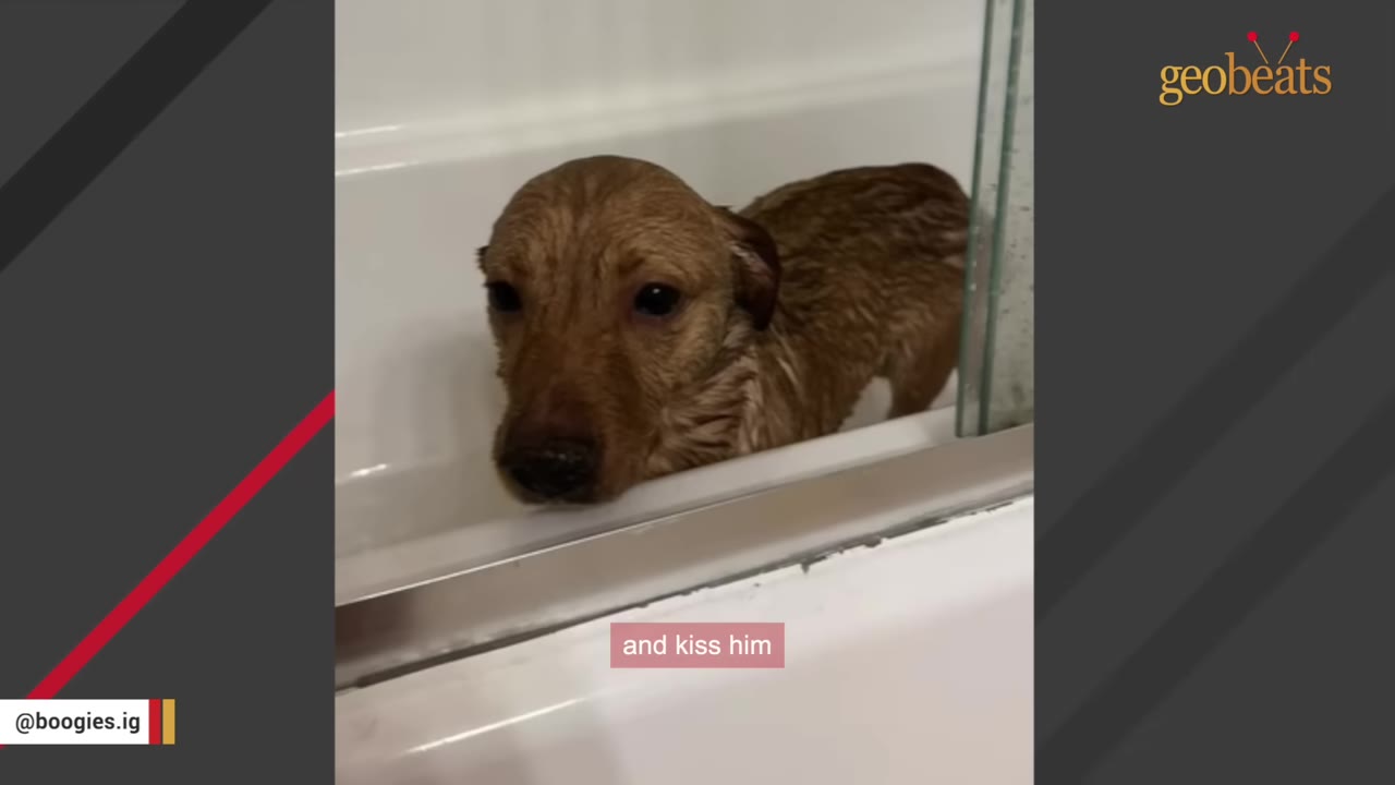A small, wet brown dog looks out from inside a white bathtub with a glass door.
