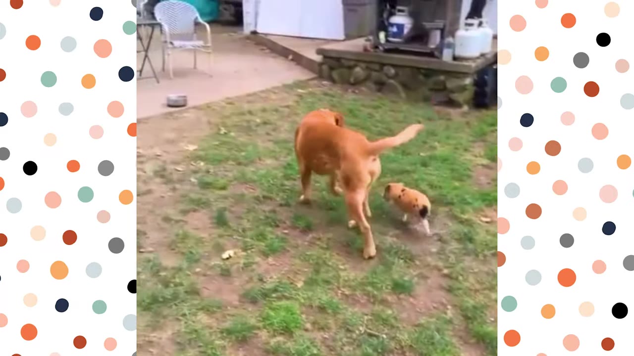 A brown dog walks across a grassy yard with a small spotted piglet following closely behind.