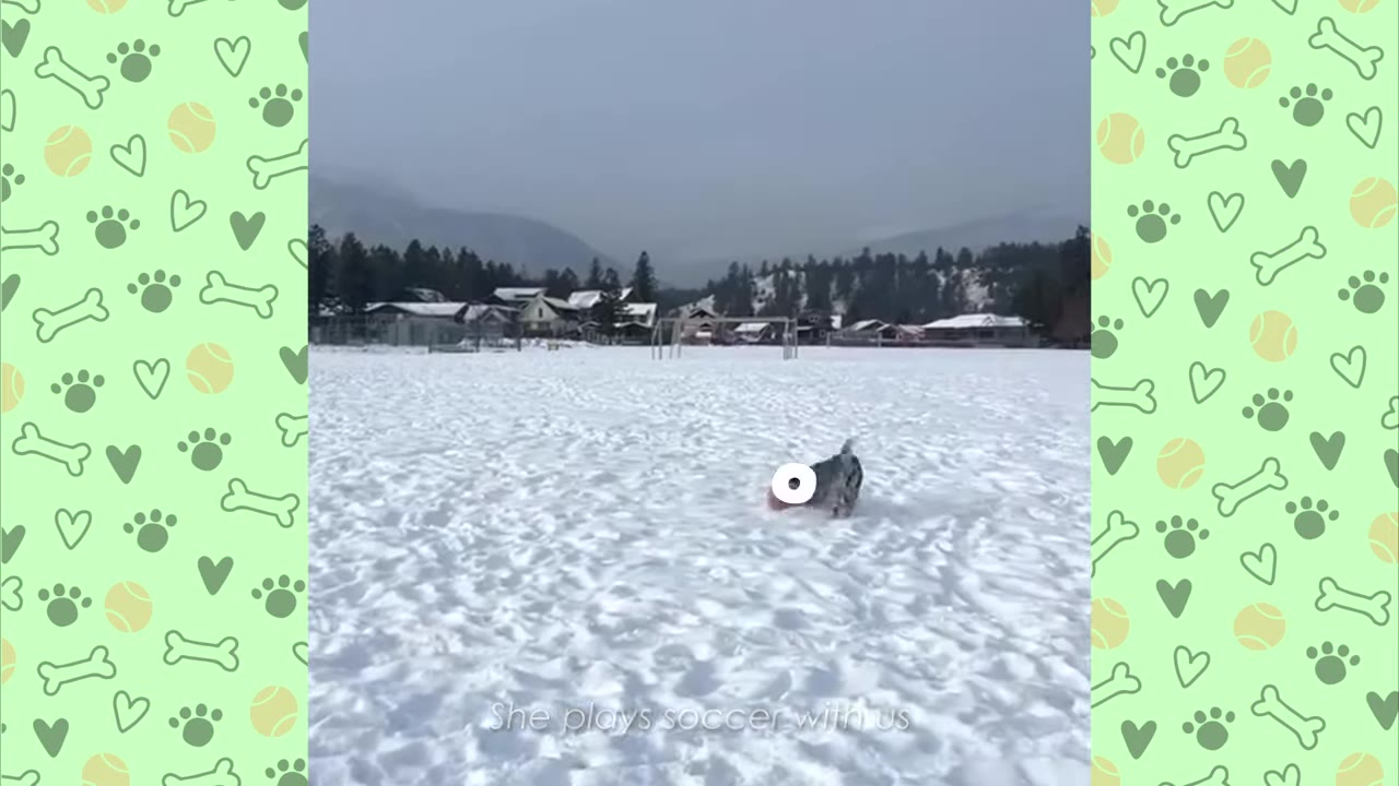 A black and white dog runs across a wide, snow-covered field with a soccer ball, with trees and mountains in the background.