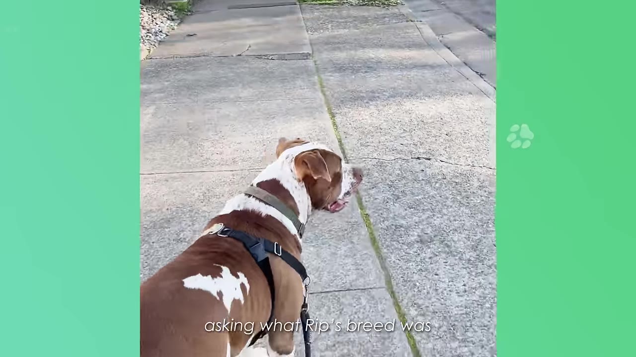 A brown and white dog wearing a harness and leash walks along a concrete sidewalk.