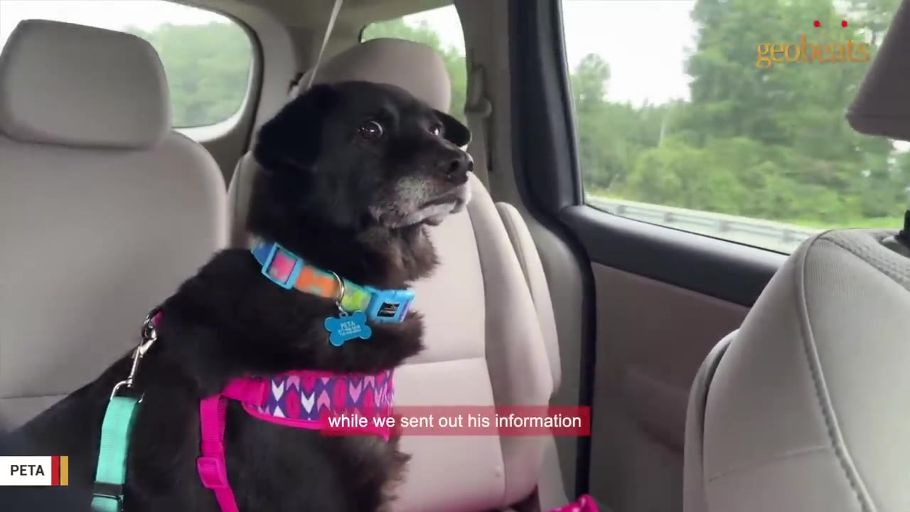 A black dog wearing a colorful collar and pink harness sits in the back seat of a car, looking out the window.