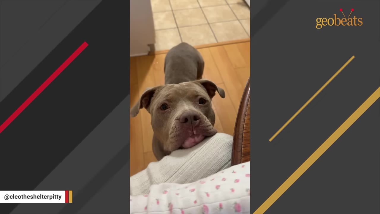 A gray pit bull dog looking up with wide, expressive eyes, resting its chin on a person's arm.