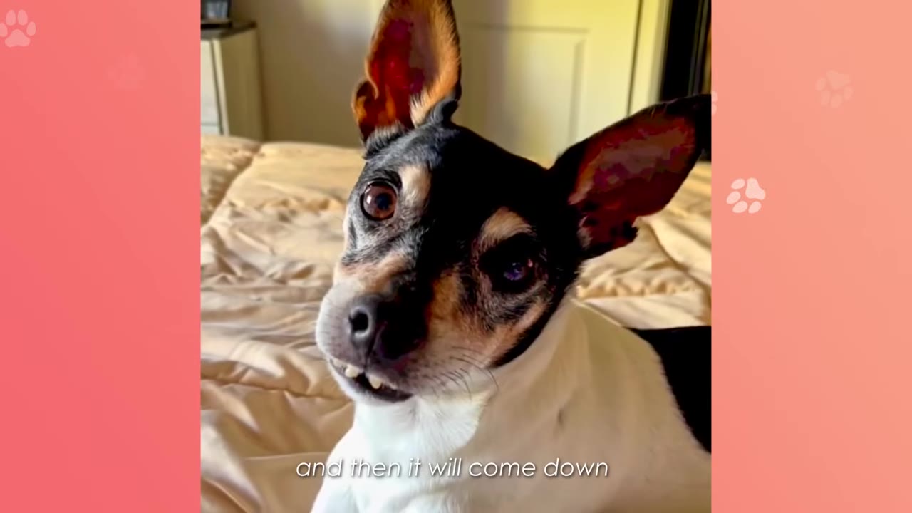 A close-up portrait of a small black, white, and tan dog with large upright ears, looking directly at the camera with a slight underbite showing his lower teeth.