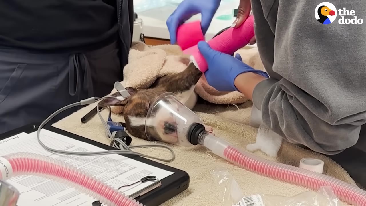 A small brindle and white puppy lies on a veterinary table wearing an anesthesia mask while a veterinarian wraps its front leg in a bright pink cast.
