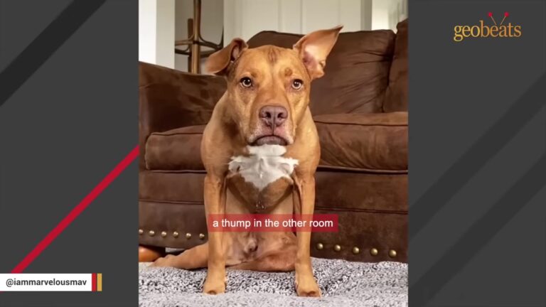 South Carolina Man Hears A Loud Thump, Then Finds His Pit Bull Mix Unable To Use His Back Legs