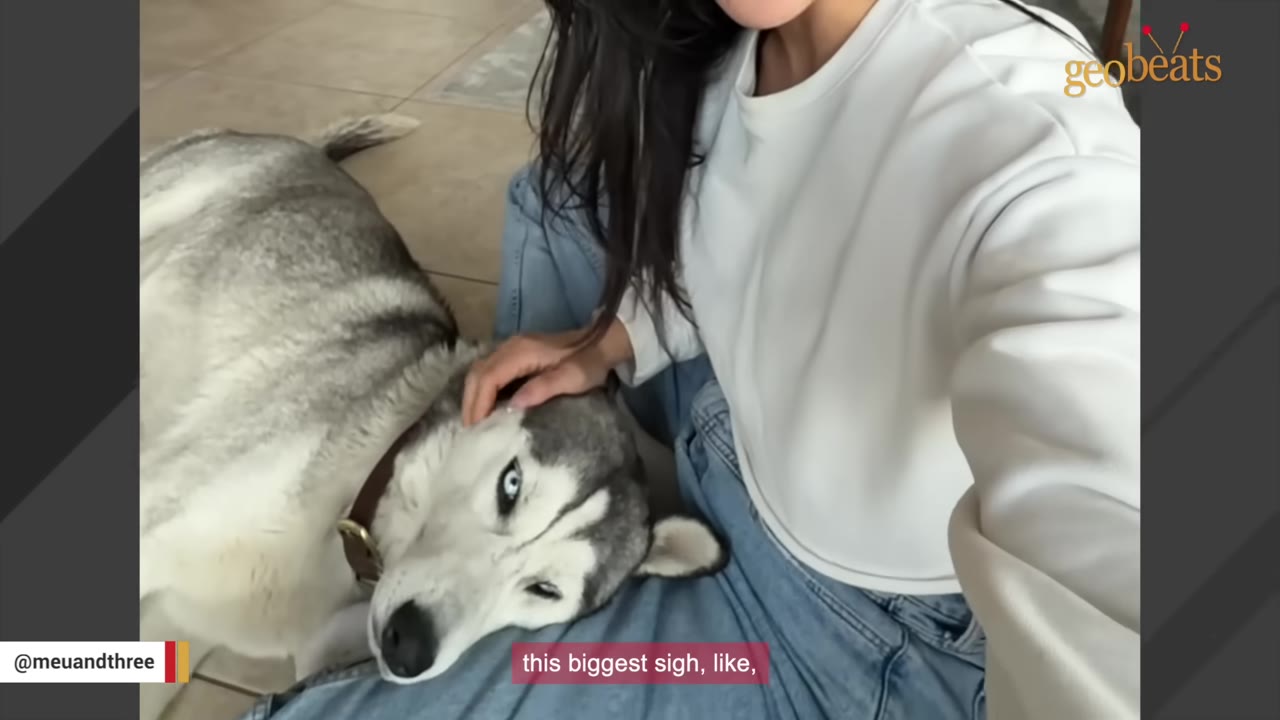 A husky dog rests its head on a woman's lap while lying on a tiled floor indoors as she gently pets its head.