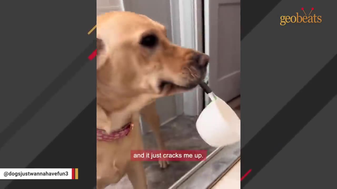 A yellow Labrador retriever carrying a white plastic measuring cup by its handle in its mouth.