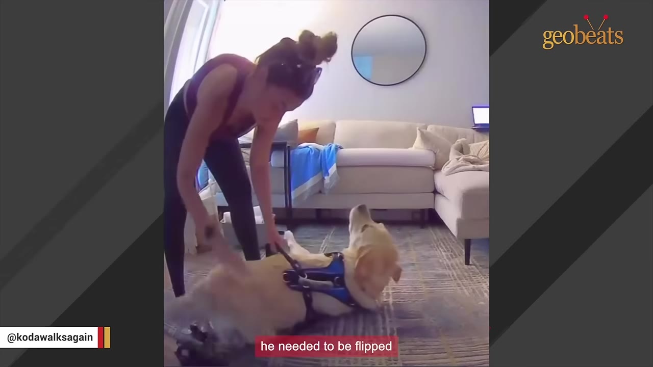A woman in a living room bends over a yellow Labrador retriever lying on its back on a rug, assisting the dog with its harness.