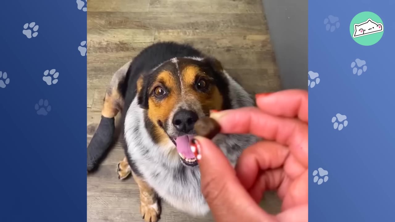 An overweight tricolor dog looks up eagerly at a single piece of kibble held in a person's hand.