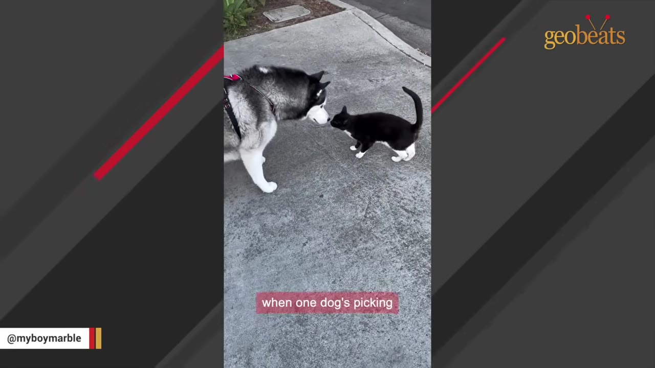 A black and white husky dog gently sniffs a black and white cat on a paved outdoor walkway.