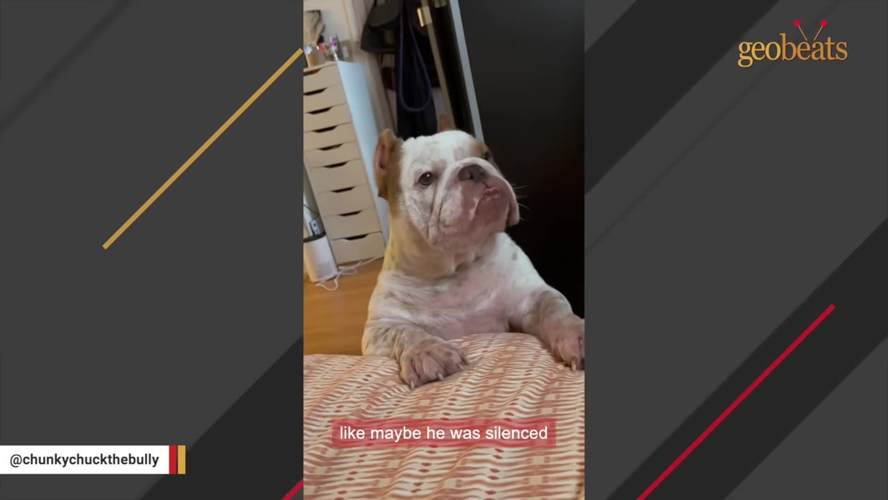 A brown and white bulldog stands with its front paws resting on a patterned bed, looking up with a curious expression, with the caption 'like maybe he was silenced' visible at the bottom.