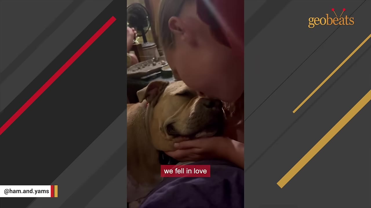A close-up shot of a woman kissing a tan dog on the forehead as she cradles its head in her hands.