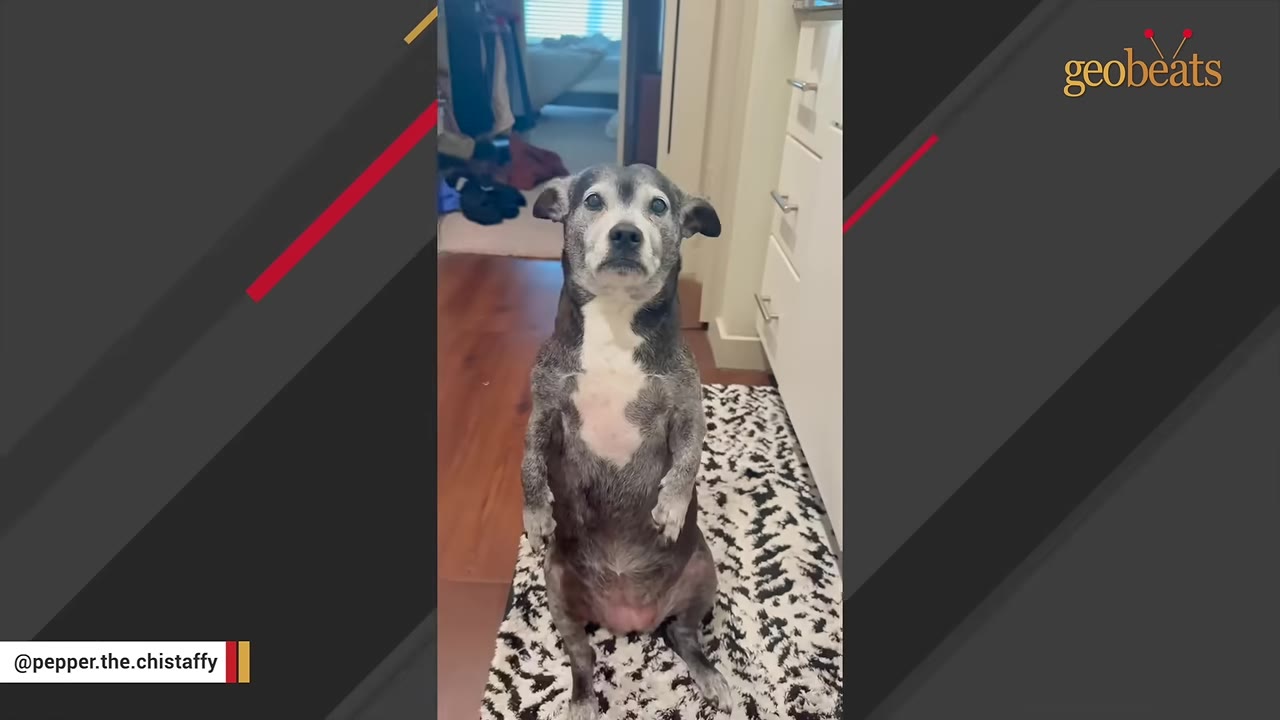 A grey and white dog sits upright on its hind legs on a black and white patterned rug, looking forward with an attentive expression.