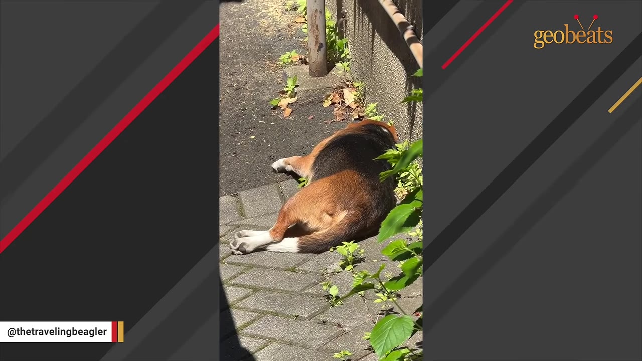 A beagle lies on a paved path outdoors, pressing its head into a corner against a concrete wall as if hiding.