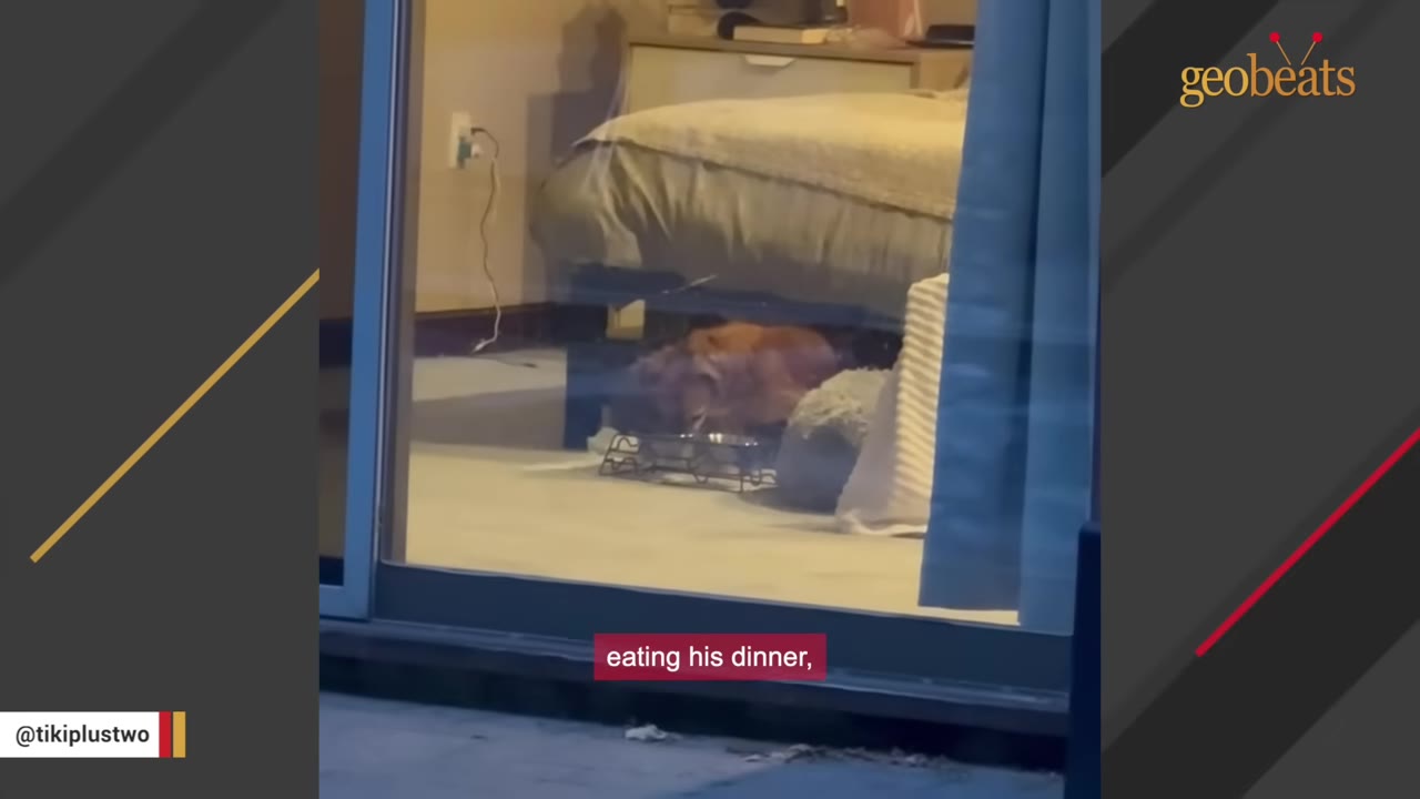 A dog eating food from a bowl under a bed, viewed through a window.