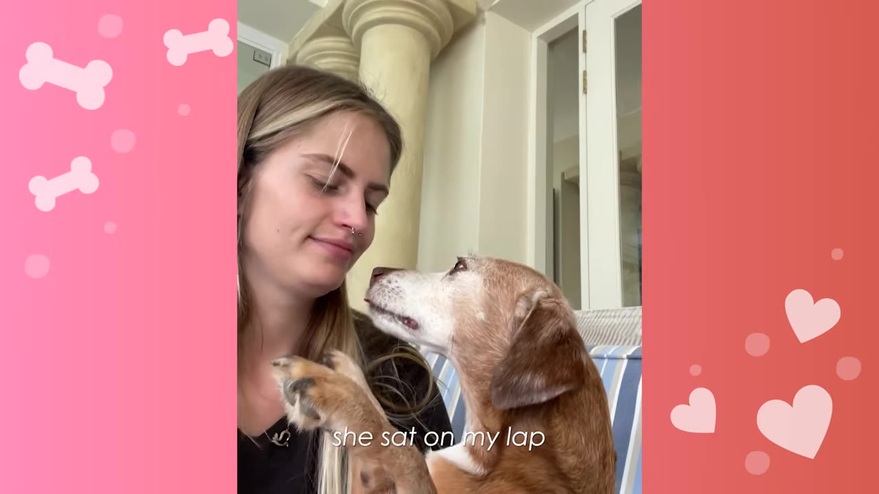 A brown and white dog sits on a woman's lap, looking up at her face as she smiles down at it.