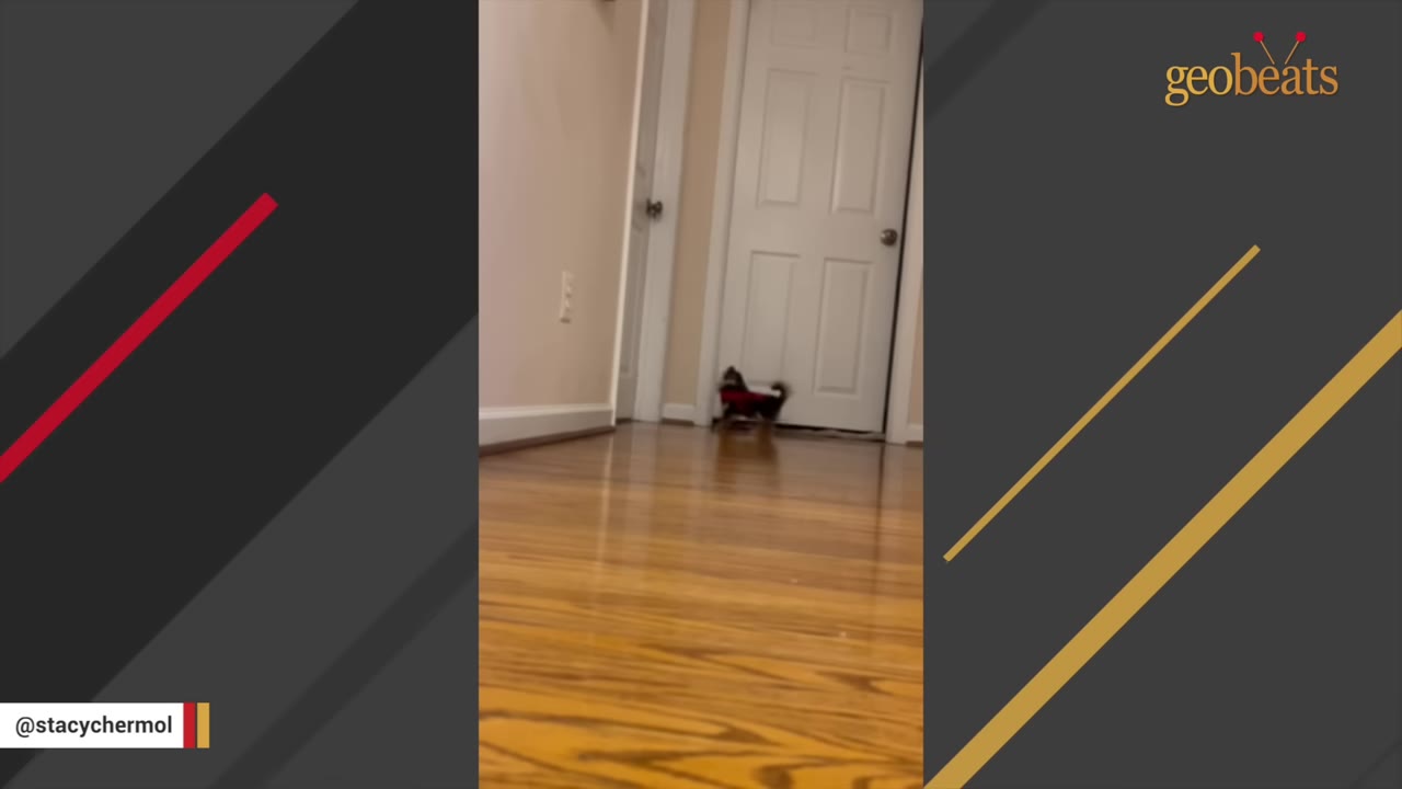 A small black and brown dog wearing a red harness stands in a hallway facing a closed white door.