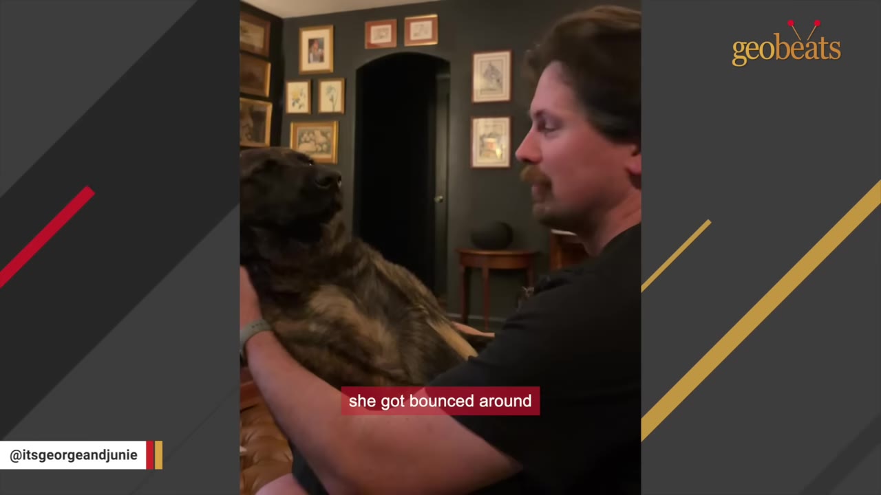 A man holding a brindle dog in his arms, with a caption reading 'she got bounced around'.