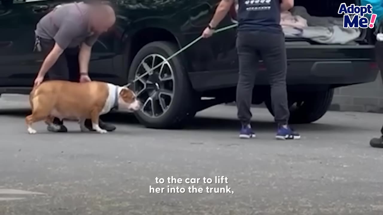 A brown and white dog stands hesitantly near the rear wheel of a black SUV while a man bends down to guide her and another person holds her leash.