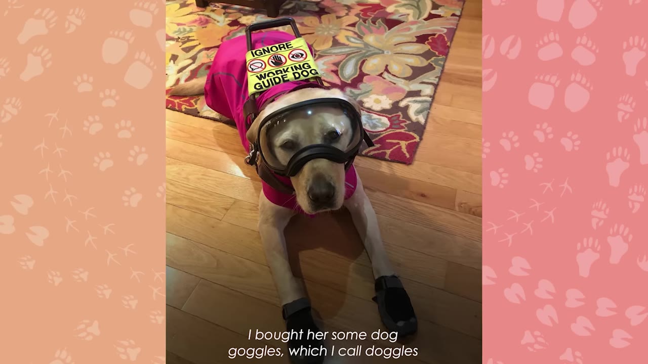 A yellow Labrador retriever wearing a pink working guide dog vest, protective goggles, and black booties lies on a wooden floor.