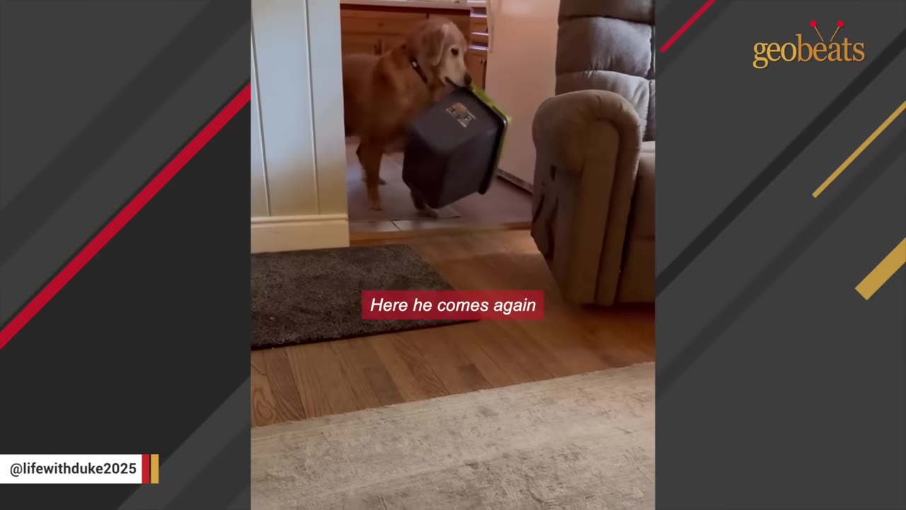 A golden retriever carrying a small dark grey plastic bin with a green lid in its mouth while walking through a doorway.