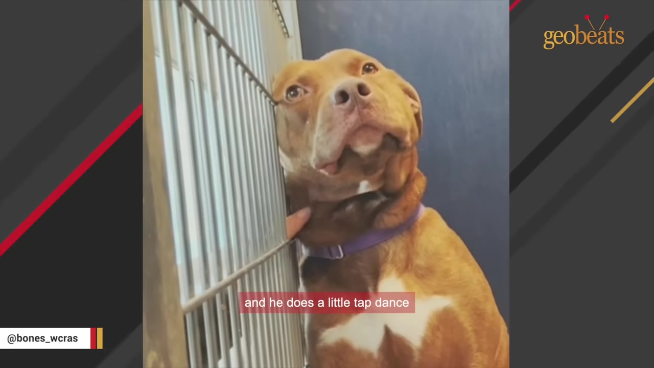 A brown and white dog with a purple collar looks up affectionately while being petted through the metal bars of a kennel.