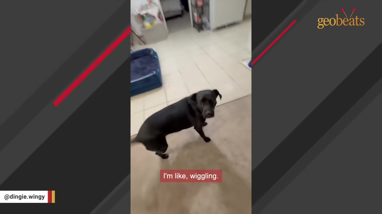 A black dog standing on a tiled floor, wiggling its body while looking towards the camera.