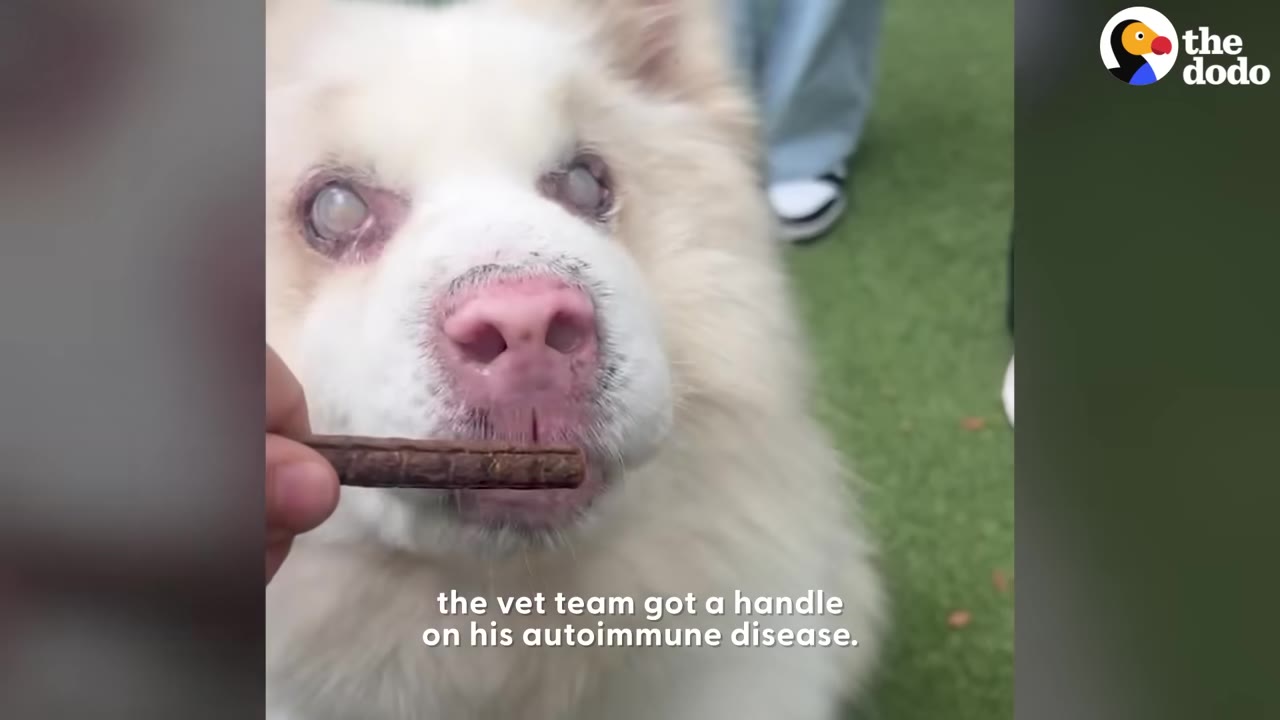 A close-up of a fluffy white dog with cloudy eyes and a pink nose being offered a brown treat by a person's hand.